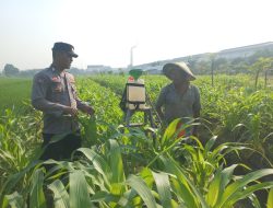 Polsek Wonoayu Pantau Lahan Jagung Desa Popoh Dukung Swasembada Pangan