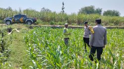 Kanit Binmas Polsek Bandar Kedungmulyo Pantau Perkembangan Tanaman Jagung