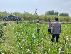 Kanit Binmas Polsek Bandar Kedungmulyo Pantau Perkembangan Tanaman Jagung