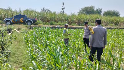 Kanit Binmas Polsek Bandar Kedungmulyo Pantau Perkembangan Tanaman Jagung