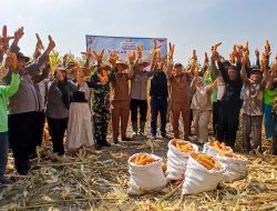 Panen Jagung Kuartal III di Kecamatan Balongbendo