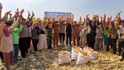 Panen Jagung Kuartal III di Kecamatan Balongbendo