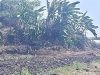 Kadisporaparbud Jember Tanggapi Maraknya Aktivitas Tambang Ilegal Gumuk Lesung di Area Cagar Budaya