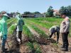 Polsek Prambon Masifkan Pendampingan Petani, Optimalkan Lahan Jagung Dukung Ketahanan Pangan
