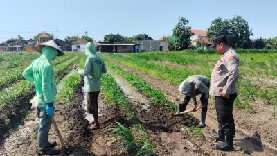 Polsek Prambon Masifkan Pendampingan Petani, Optimalkan Lahan Jagung Dukung Ketahanan Pangan