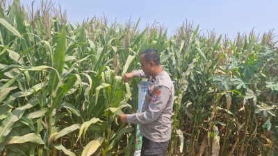 Bhabinkamtibmas Polsek Mojoagung Tinjau Lahan Jagung di Desa Betek