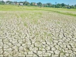 Proyek Asal Asalan Dam Kali Tanggul Telan Puluhan Miliar Ancam Hektaran Sawah Gagal Panen di Gumukmas