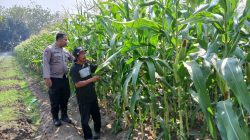 Dukung Swasembada Pangan, Polsek Krembung Dampingi Petani Jagung di Desa Lemujut