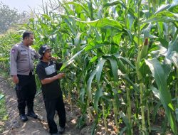 Dukung Swasembada Pangan, Polsek Krembung Dampingi Petani Jagung di Desa Lemujut