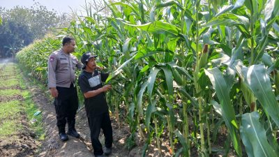 Dukung Swasembada Pangan, Polsek Krembung Dampingi Petani Jagung di Desa Lemujut