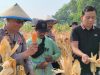Polsek Taman Bersama Petani Panen 13 Ton Jagung, Dongkrak Upaya Ketahanan Pangan