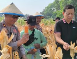 Polsek Taman Bersama Petani Panen 13 Ton Jagung, Dongkrak Upaya Ketahanan Pangan