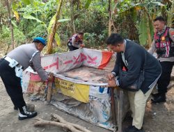 Tindaklanjuti Dumas Dugaan Judi Sabung Ayam, Polsek Krian Datangi Lokasi dan Tertibkan Arena