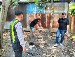 Polsek Taman Respon Cepat Aduan Warga Dugaan Judi Sabung Ayam di Sambibulu