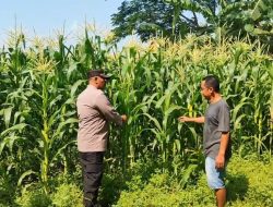 Polsek Tanggulangin Dukung Ketahanan Pangan, Dampingi Petani di Desa Randegan