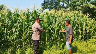 Polsek Tanggulangin Dukung Ketahanan Pangan, Dampingi Petani di Desa Randegan