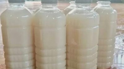 BGN Melarang Sari Kedelai di Menu MBG, Pasca Peristiwa siswa Keracunan di Gumukmas