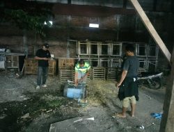 Polsek Waru Tindak Lanjuti Aduan Arena Sabung Ayam di Desa Berbek