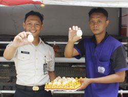 Lapas Sidoarjo Panen Telur Setiap Hari, Peternakan Ayam Kampung Elba Jadi Bagian dari Pembinaan Kemandirian Warga Binaan
