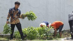 Wujud Mendukung Ketahanan Pangan,Warga Binaan Lapas Kelas IIA Sidoarjo Panen Kangkung