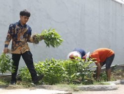 Wujud Mendukung Ketahanan Pangan,Warga Binaan Lapas Kelas IIA Sidoarjo Panen Kangkung