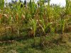 Petani Sumber Wangi Wonosobo Tuntut Ganti Rugi Akibat Gagal Panen, K Blok Wonosobo Disorot