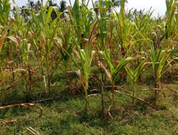 Petani Sumber Wangi Wonosobo Tuntut Ganti Rugi Akibat Gagal Panen, K Blok Wonosobo Disorot