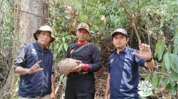 Perhutani KPH Lawu Ds Bersama BBKSDA Jatim Lepasliarkan Trenggiling di Hutan Pacitan
