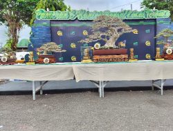 Ratusan Karya Seni Hidup Tampil Memukau dalam Pameran dan Kontes Bonsai Lokal di Jember