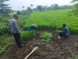 Bhabinkamtibmas Desa Grogol Tinjau Lahan Sayur untuk Dukung Ketahanan Pangan Polresta Sidoarjo
