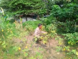 Bhabinkamtibmas Desa Keboguyang Tinjau Ketahanan Pangan Program P2B di Jabon