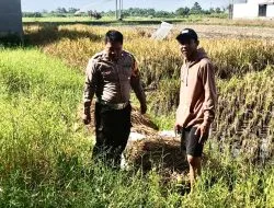 Bhabinkamtibmas Sukodono Turun Langsung Cek Ketahanan Pangan P2B di Desa Jumputrejo