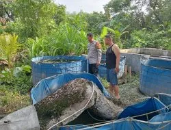 Cek Perkembangan Budidaya Ikan Nila di Desa Tulangan, Polisi Optimalkan Program Ketahan Pangan Polresta Sidoarjo