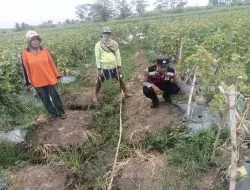 Optimalisasi Ketahan Pangan Polresta Sidoarjo di Desa Kebakalan Porong