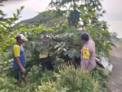 Polresta Sidoarjo Dorong Swasembada Pangan, Bhabinkamtibmas Desa Jiken Cek Lahan Pangan Bergizi