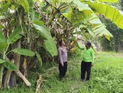Polsek Balongbendo Dukung Ketahanan Pangan Polresta Sidoarjo, Sulap Pekarangan Tidur Jadi Lahan Produktif