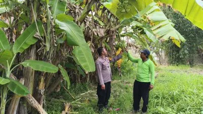 Polsek Balongbendo Dukung Ketahanan Pangan Polresta Sidoarjo Sulap Pekarangan Tidur Jadi Lahan Produktif