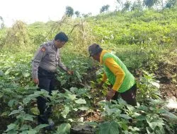 Polsek Jabon Dorong Ketahanan Pangan Lewat Pendampingan Perkebunan Sayur