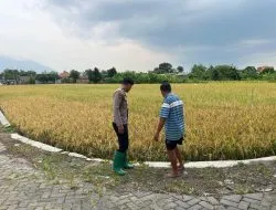 Polsek Krembung Dampingi Petani Lokal Wujudkan Ketahanan Pangan Bergizi di Desa Kandangan