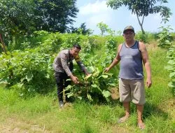 Polsek Krembung Dukung Ketahanan Pangan, Turun Langsung Dampingi Petani