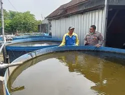 Polsek Tarik Apresiasi Inovasi Ketahanan Pangan, Warga Gempol Klutuk Dalam Budidaya Lele