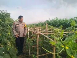 Polsek Tulangan Dorong Swasembada Pangan, Bhabinkamtibmas Aktif Cek Lahan Pangan Bergizi di Jiken