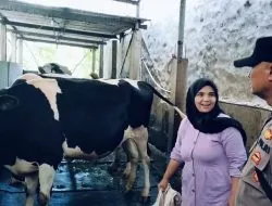 Warga Ngelom Manfaatkan Lahan Kosong Rumah untuk Peternakan Sapi Perah, Dukung Ketahanan Pangan Bergizi